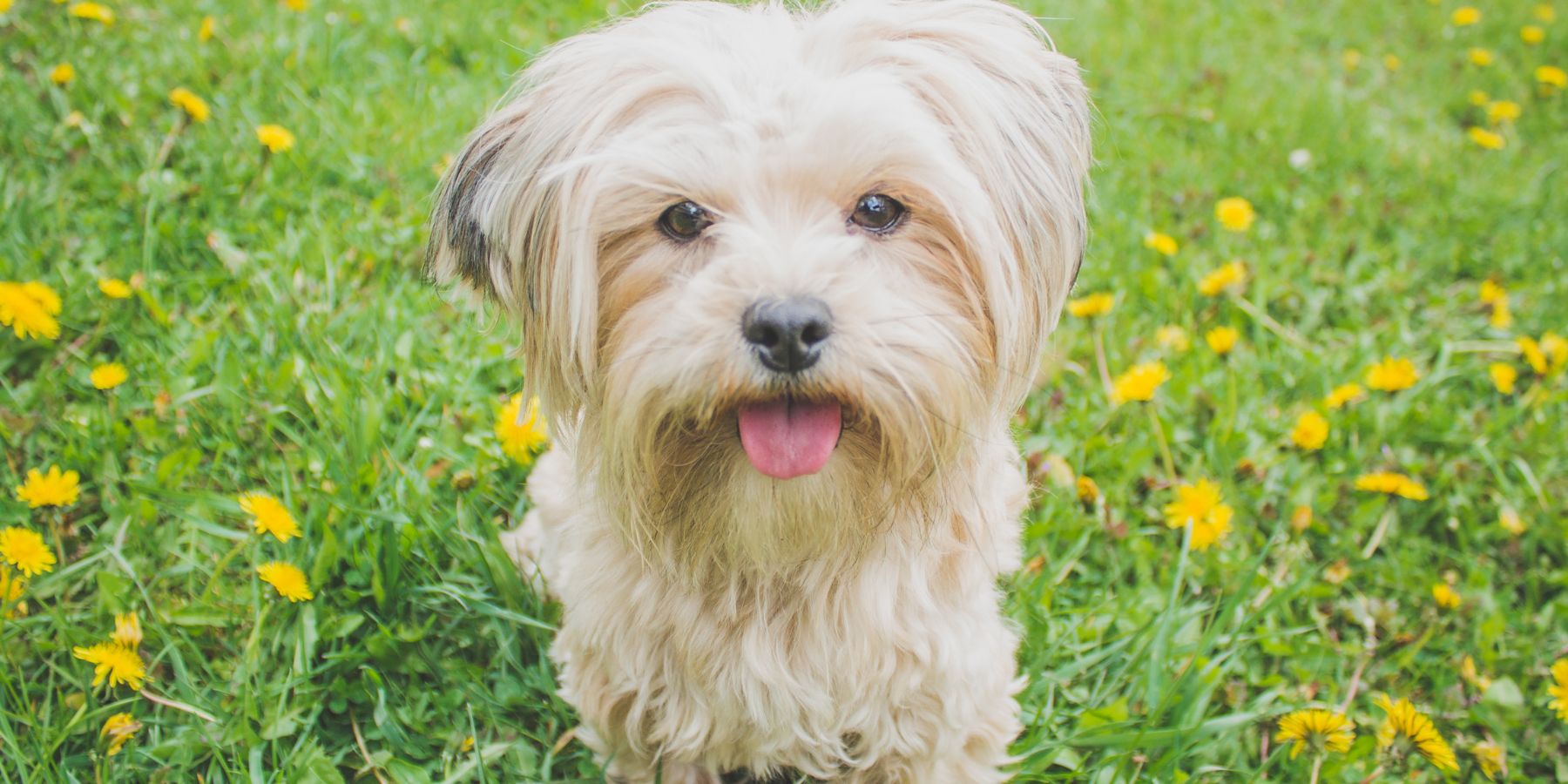 Are Step-In Harnesses Good for Dogs?