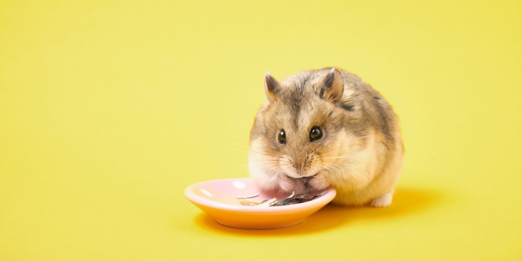 Why Do Hamsters Eat Their Babies? Understanding the Behavior
