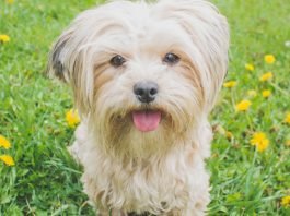 Are Step-In Harnesses Good for Dogs?