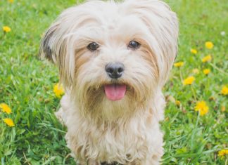 Are Step-In Harnesses Good for Dogs?