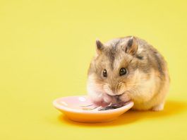 Why Do Hamsters Eat Their Babies? Understanding the Behavior