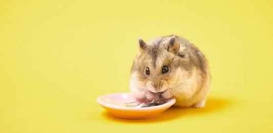 Why Do Hamsters Eat Their Babies? Understanding the Behavior