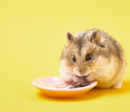 Why Do Hamsters Eat Their Babies? Understanding the Behavior