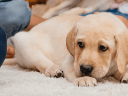 Factors to Consider When Choosing a Water Leak Detection System