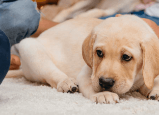 Factors to Consider When Choosing a Water Leak Detection System