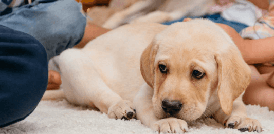 Factors to Consider When Choosing a Water Leak Detection System