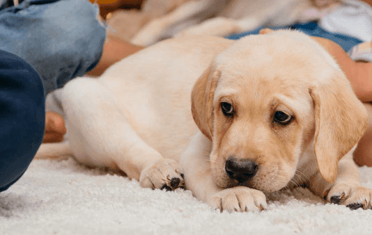 Factors to Consider When Choosing a Water Leak Detection System